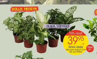 EKO Gröna växter erbjuda