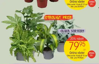 EKO Gröna växter erbjuda