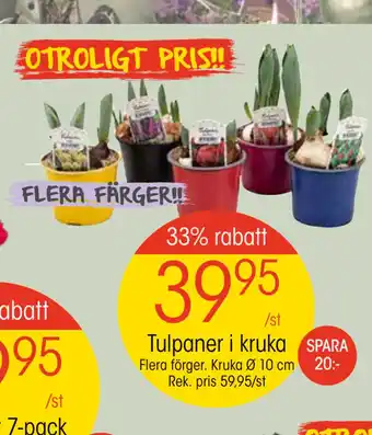 EKO Tulpaner i kruka erbjuda
