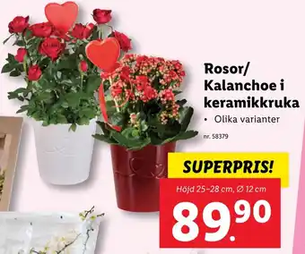 Lidl Rosor/ Kalanchoe i keramikkruka erbjuda