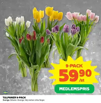Coop Daglivs TULPANER 9-PACK erbjuda