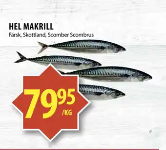 Matvärlden Tensta HEL MAKRILL erbjuda