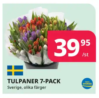 Tempo TULPANER 7-PACK erbjuda