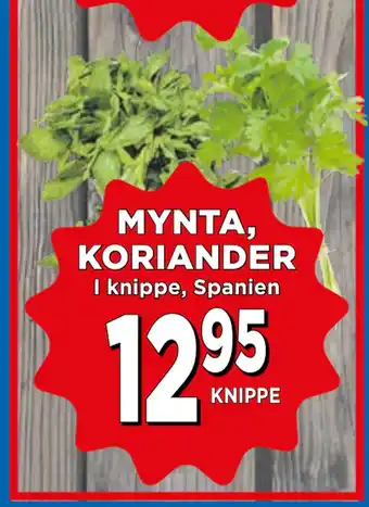 Supergrossen MYNTA, KORIANDER erbjuda