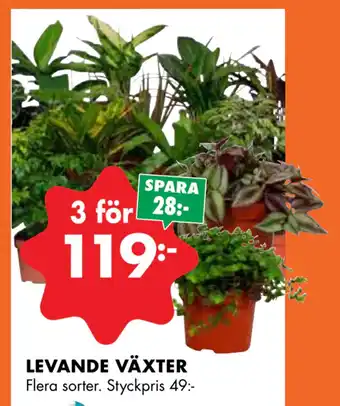 ÖoB LEVANDE VÄXTER erbjuda