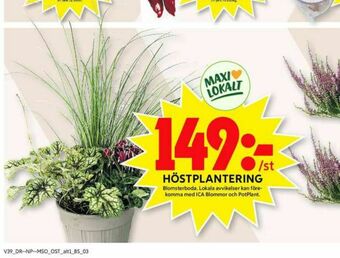 ICA Maxi Blomsterboda Plantor erbjuda