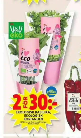 ICA Maxi ICA I love eco Kryddörter erbjuda