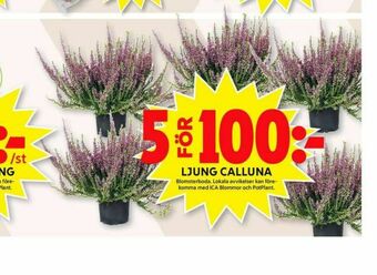 ICA Maxi Blomsterboda Plantor erbjuda