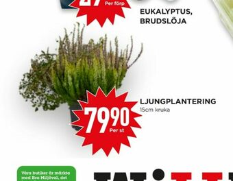 Willys Hemma Plantor erbjuda