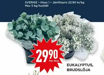 Willys Hemma Plantor erbjuda