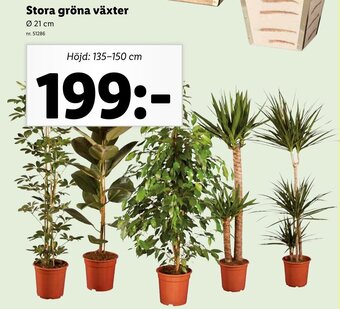 Lidl Stora Gröna Växter Ø 21 cm erbjuda