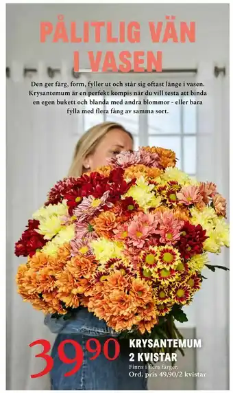 Blomsterlandet Krysantemum 2 kvistar erbjuda