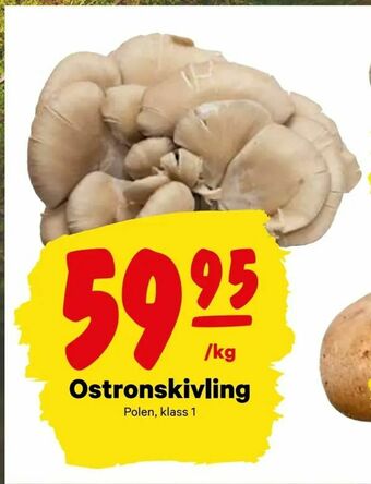 Ostronskivling