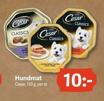 DollarStore Hundmat erbjuda