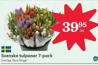 Hemköp Svenska tulpaner 7-pack erbjuda