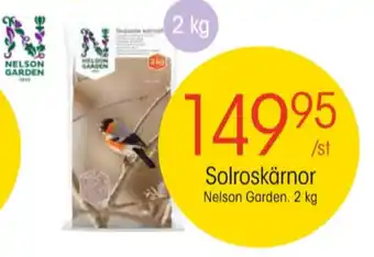 EKO Nelson garden solrosfrön erbjuda