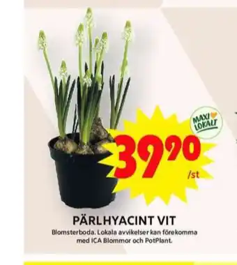 ICA Maxi Blomsterboda krukväxt erbjuda
