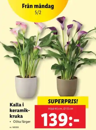 Lidl Lupilu krukväxt erbjuda