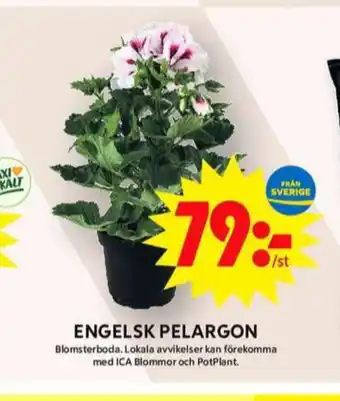 ICA Maxi Blomsterboda krukväxt erbjuda