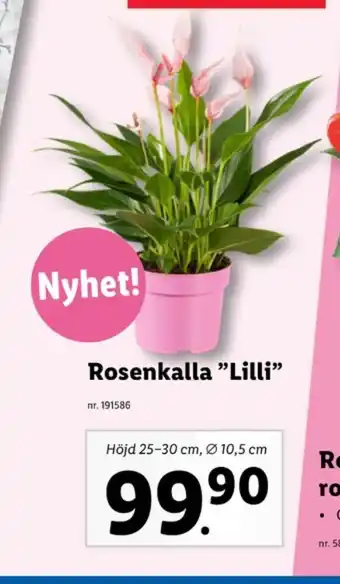Lidl Lupilu krukväxt erbjuda
