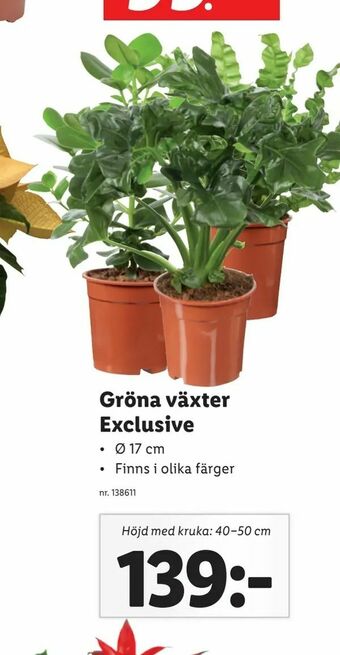Lidl Gröna växter Exclusive erbjuda