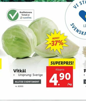 Vitkål