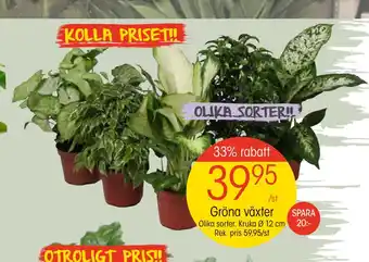 EKO Gröna växter erbjuda