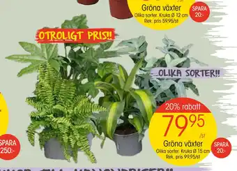 EKO Gröna växter erbjuda
