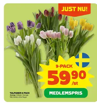 Stora Coop TULPANER 9-PACK erbjuda