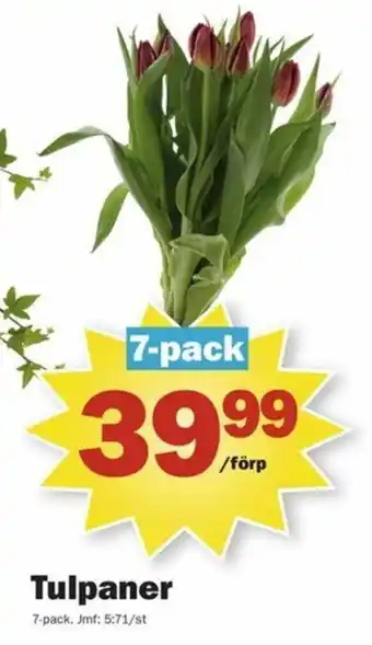 Pekås Tulpaner erbjuda