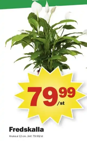 Pekås Coop krukväxt erbjuda