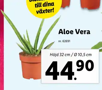 Lidl Aloe Vera erbjuda