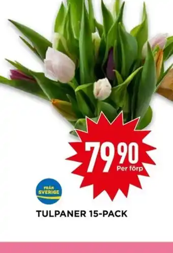 Willys TULPANER 15-PACK erbjuda