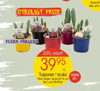 EKO Tulpaner i kruka erbjuda