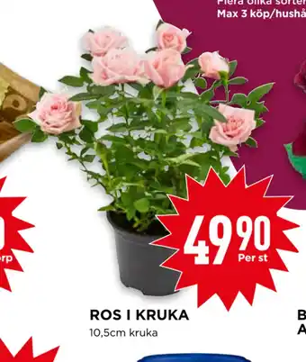 ROS I KRUKA