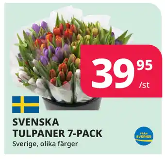 Tempo SVENSKA TULPANER 7-PACK erbjuda