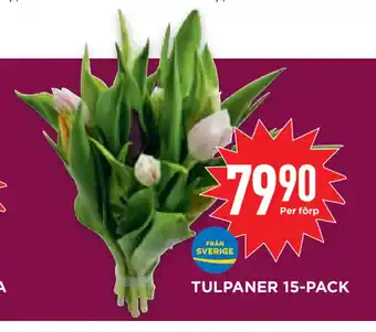 Willys Hemma TULPANER 15-PACK erbjuda
