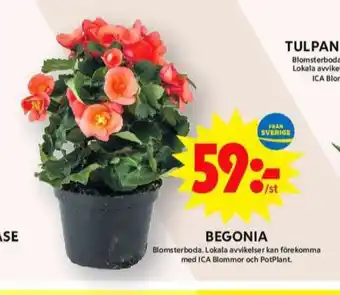 ICA Maxi Blomsterboda krukväxt erbjuda
