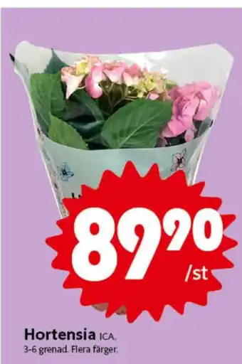 ICA Nära Ica plantor erbjuda
