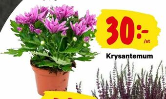 Krysantemum
