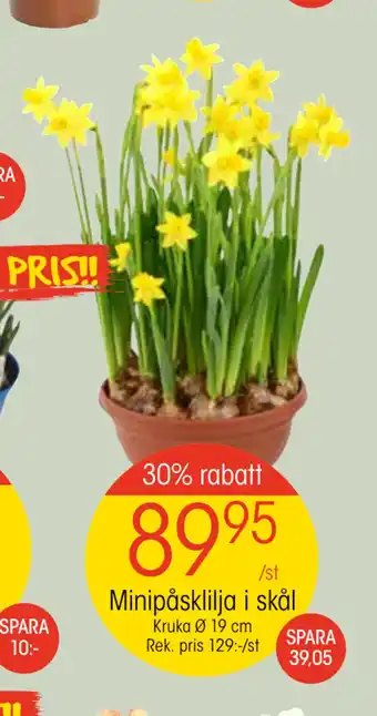 EKO Minipåsklilja i skål erbjuda