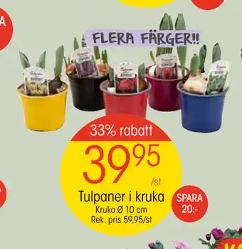 EKO Tulpaner i kruka erbjuda