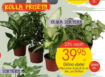 EKO Gröna växter erbjuda