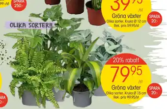 EKO Gröna växter erbjuda