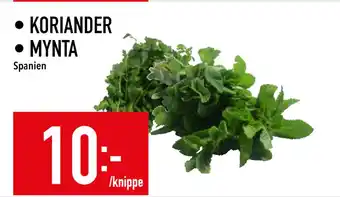 Matdax KORIANDER • MYNTA erbjuda