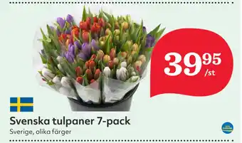 Hemköp Svenska tulpaner 7-pack erbjuda