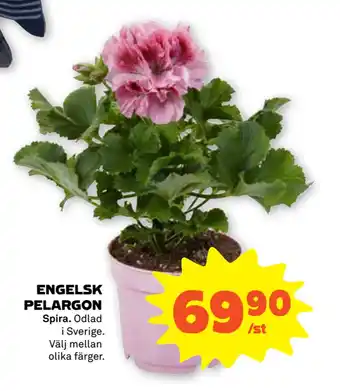 Stora Coop ENGELSK PELARGON erbjuda