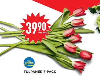 Willys Hemma TULPANER 7-PACK erbjuda