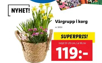 Lidl Vårgrupp i korg erbjuda