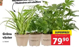Lidl Gröna växter erbjuda